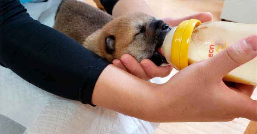 哺乳瓶でミルクを飲む保護子犬