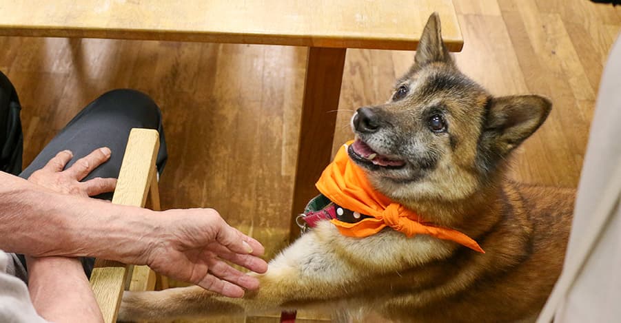 施設訪問で手を差し出される犬