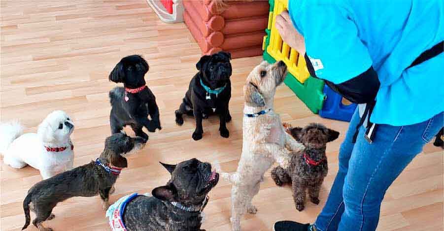 社会化スクールに集まる犬たち