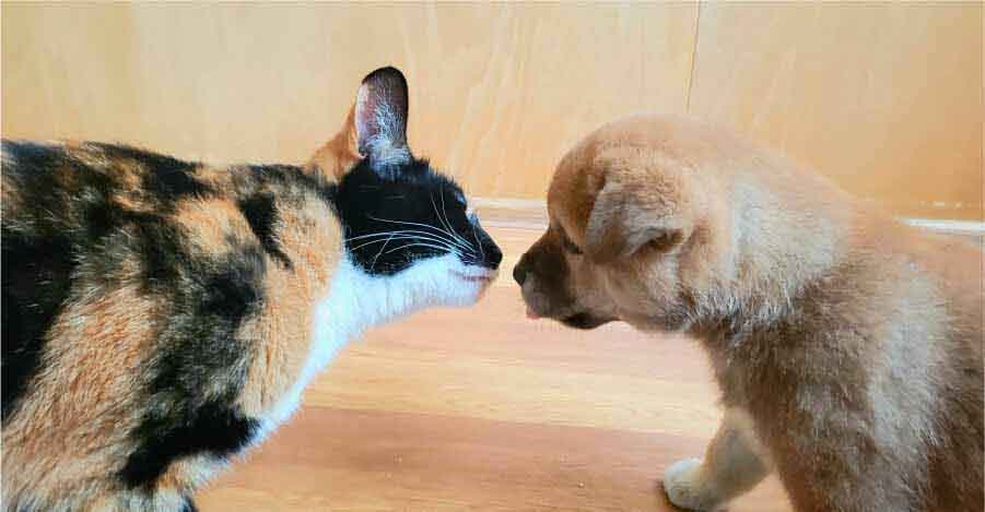 鼻を寄せ合う猫と子犬