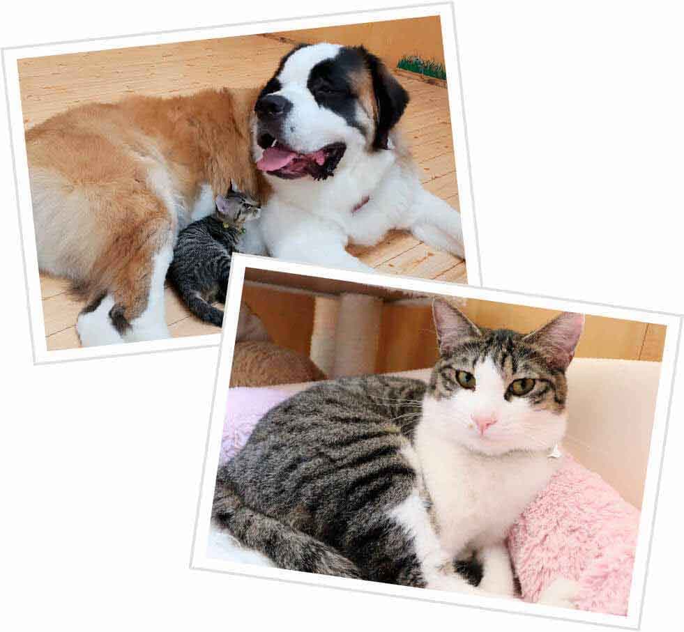 仲良く寄り添う保護犬と保護猫たち