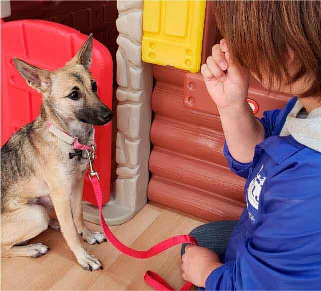 トレーナーとトレーニング中の保護犬