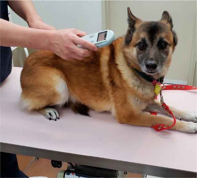 健康チェックを受ける犬