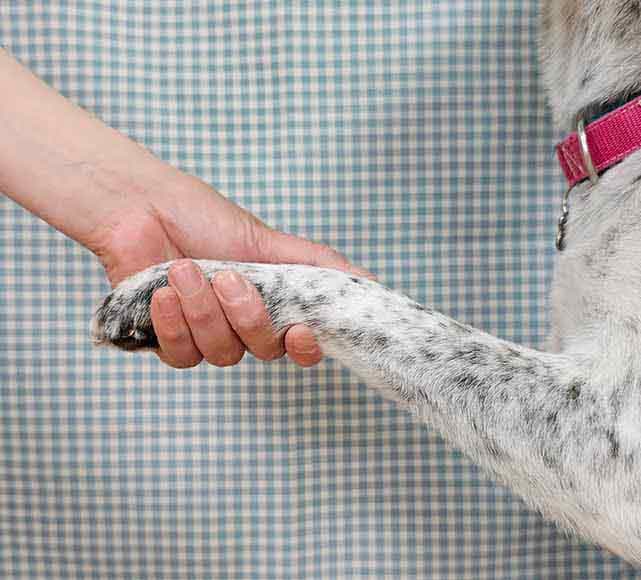 人の手に前足をのせる犬
