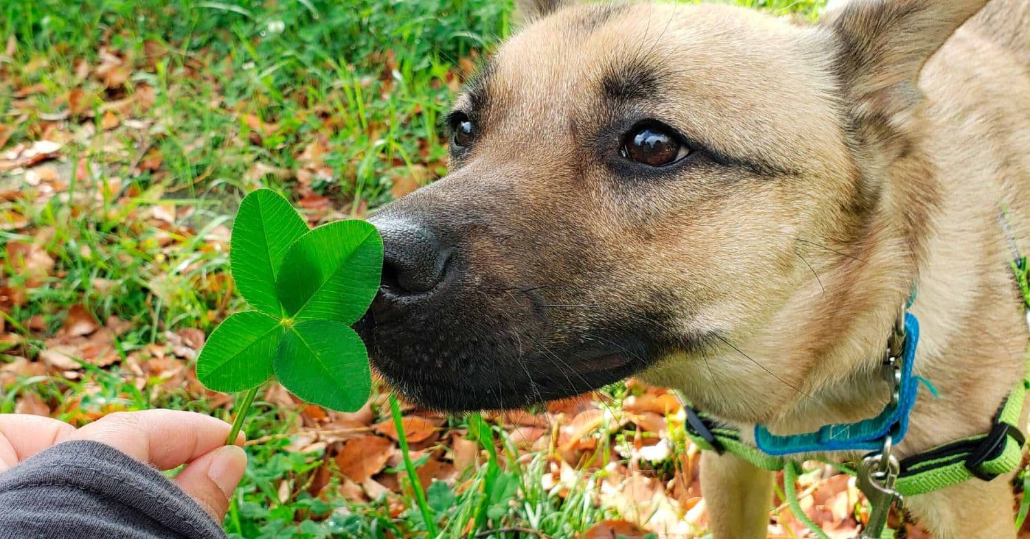 四つ葉のクローバーの匂いを嗅ぐ保護犬