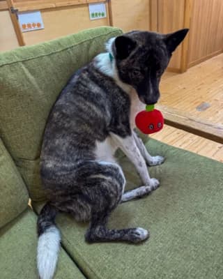 おもちゃをくわえてソファでくつろぐ保護犬
