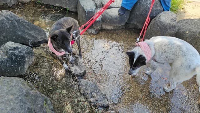小川で水遊びをする2頭の保護犬