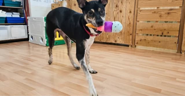 おもちゃで遊ぶ黒い保護犬
