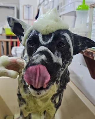シャンプー中の保護犬