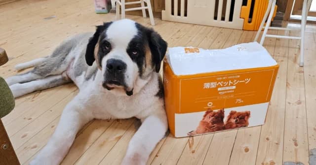 ペットシーツの箱とセントバーナード