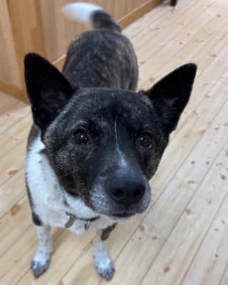 こちらを見上げる保護犬