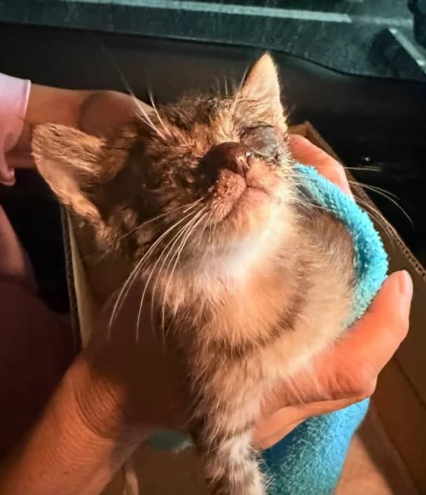 保護された子猫のミソ