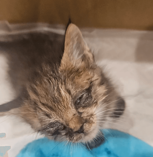 保護と受け入れ先のご報告:子猫のミソ