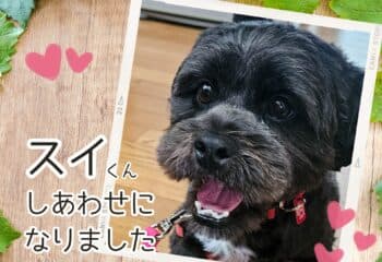 幸せになりました!スイくんが新しい家族のもとへ