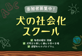 犬の社会化スクール・8月のお知らせ