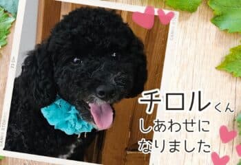 譲渡のご報告:チロルくんが新しい家族に