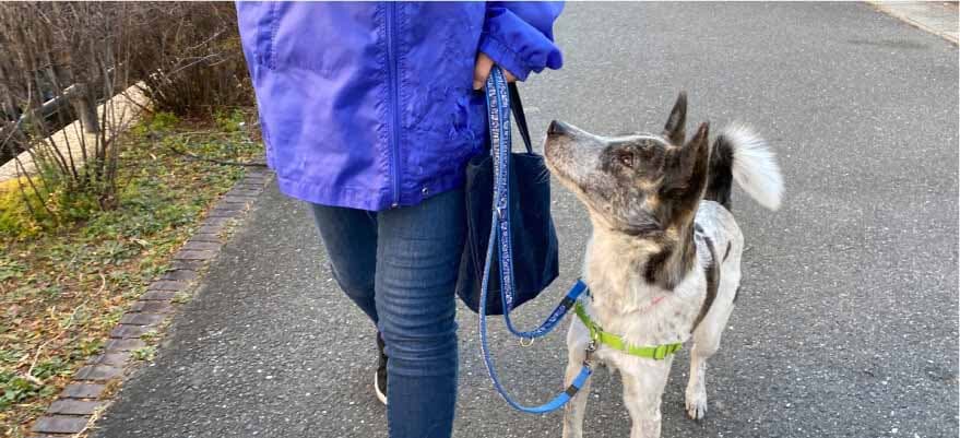 散歩ボランティアと歩く保護犬