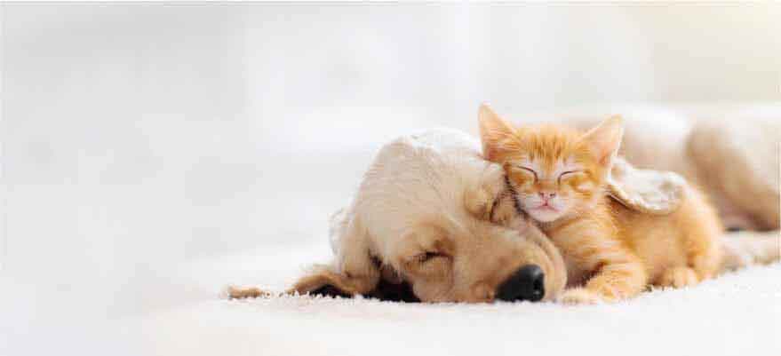 寄り添って眠る子犬と子猫