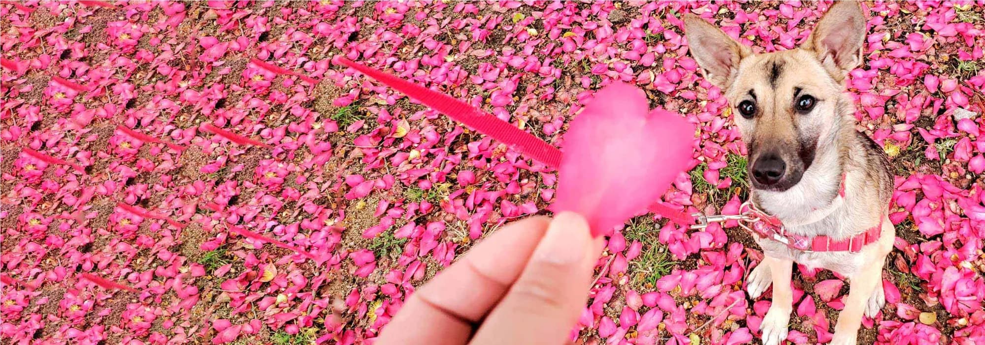 花びらの上でハート形の花びらを見つめる犬